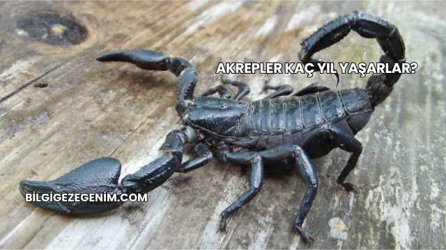 Akrepler Kaç Yıl Yaşarlar?