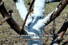Bordo Bulamacı Ne İşe Yarar