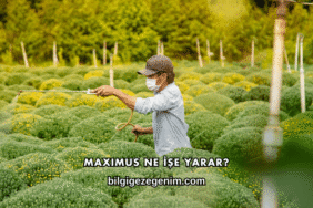 Maximus Ne İşe Yarar?