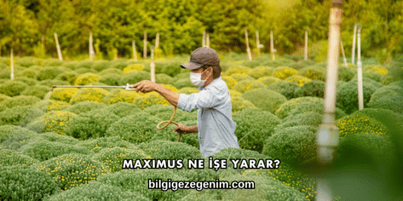 Maximus Ne İşe Yarar?