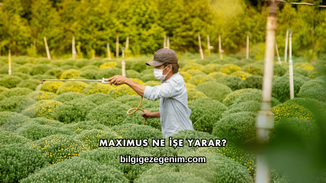 Maximus Ne İşe Yarar?